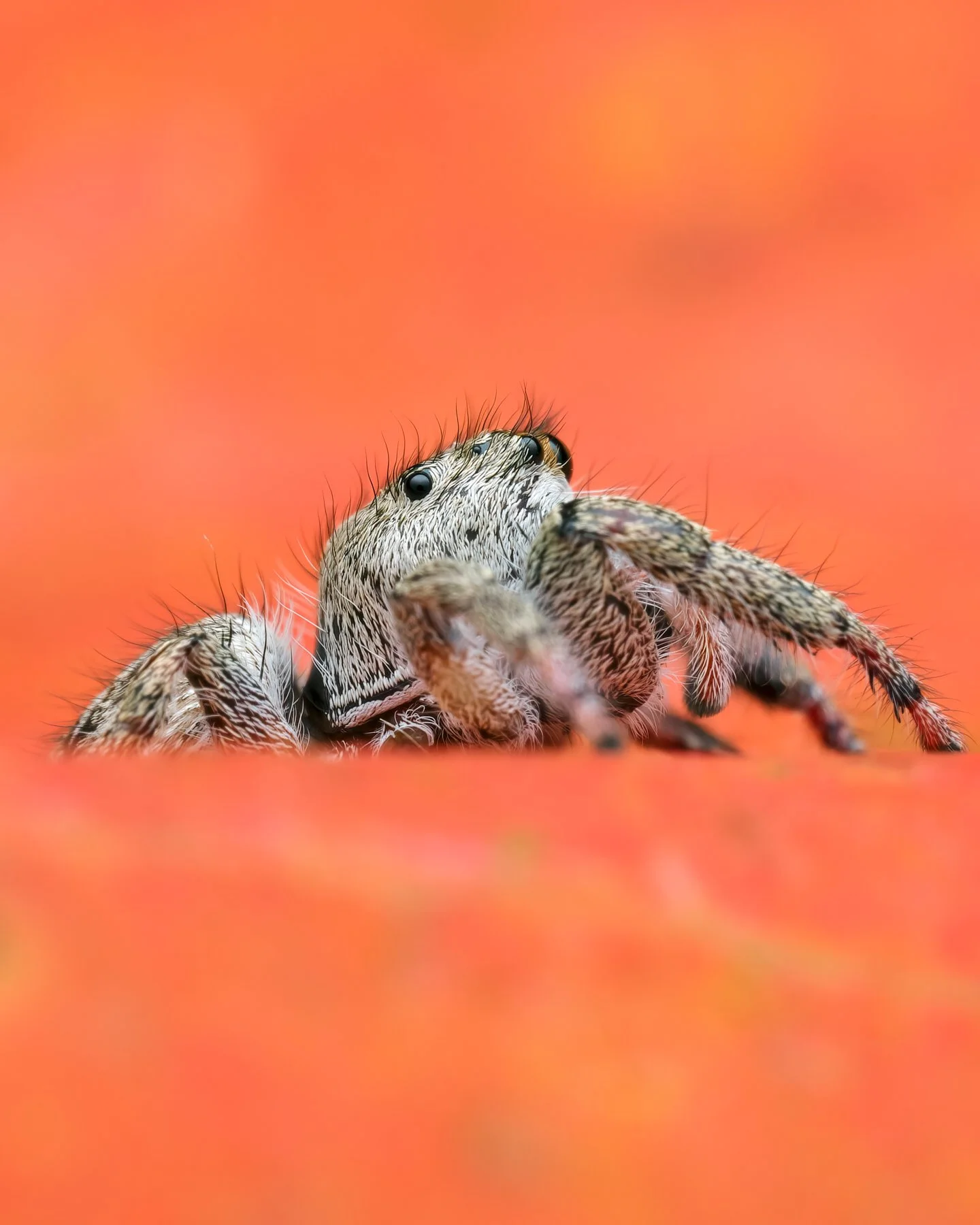 Spiders — AlexMckPhotography